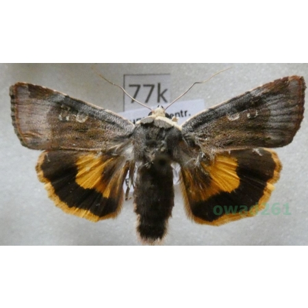 Noctua janthe (Borkhausen, 1792) Rolnica przepaska Czech77k